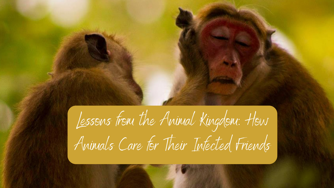 Lessons from the Animal Kingdom: How Animals Care for Their Infected Friends